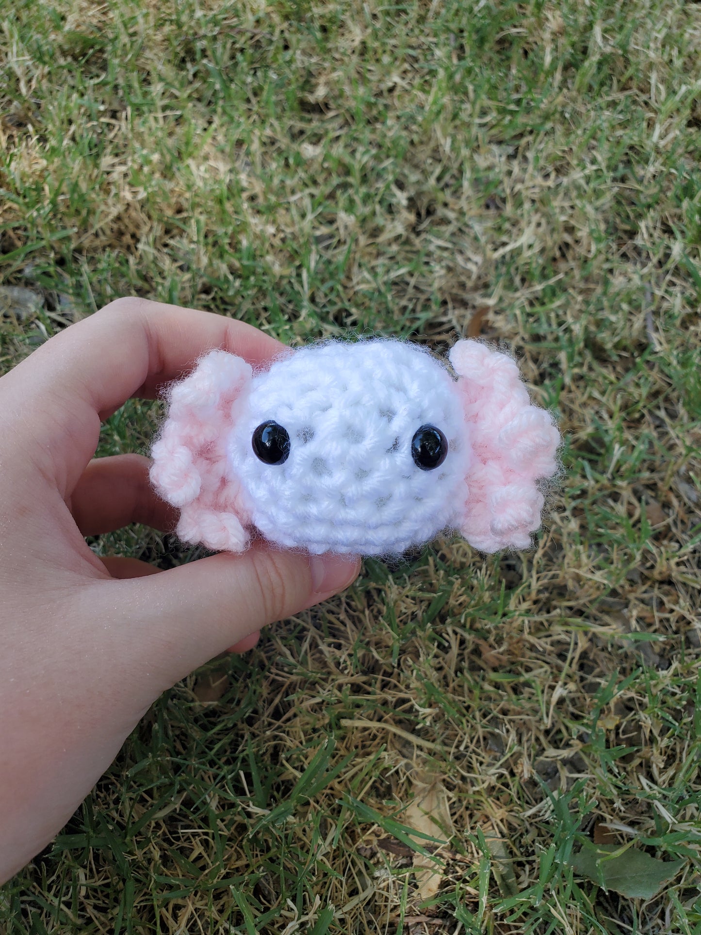 Axolotl